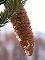 Picea abies Columnaris IMG_4713 Świerk pospolity